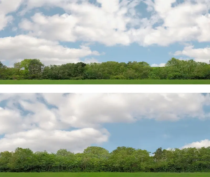Ap-Id147d24 - Backdrop Scenic - Trees - Pack D 1