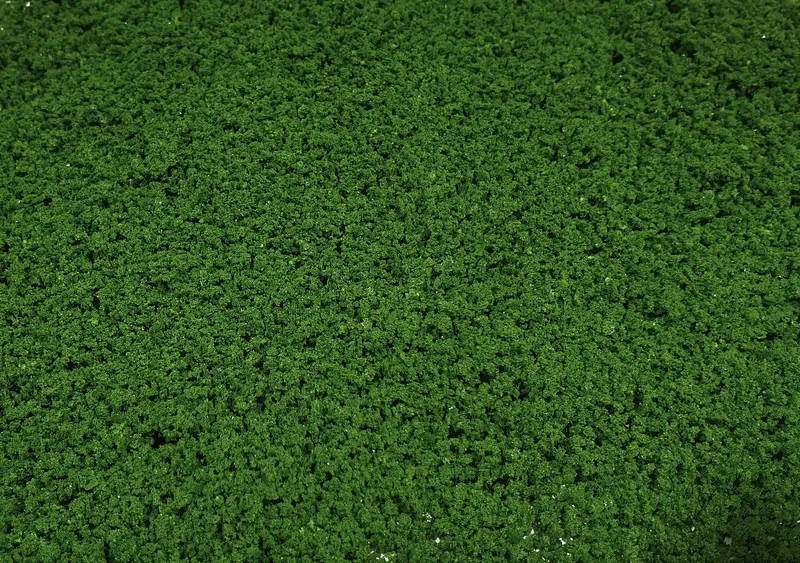 Ground Up - Foliage - Medium Green Resealable Bag 395Cm3 1