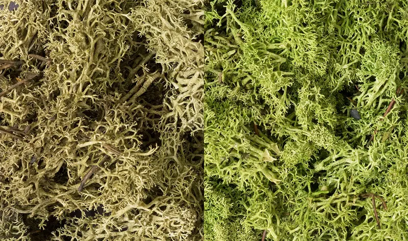 L167 - Lichen - Light Green Mix 1