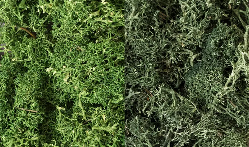 L168 - Lichen - Dark Green Mix 1