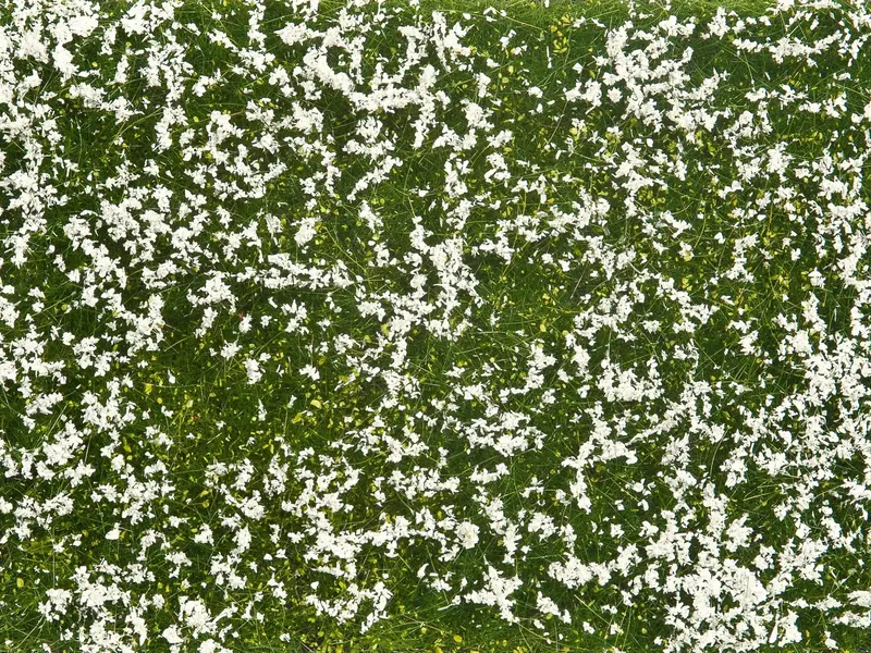 Noch - 07256 - Groundcover Foliage - Meadow White 1