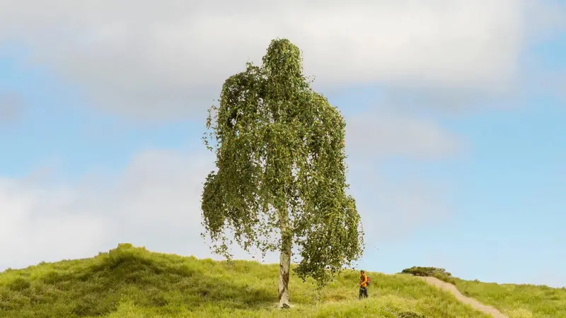 Noch 20120 - Silver Birch Tree (18Cm) 1