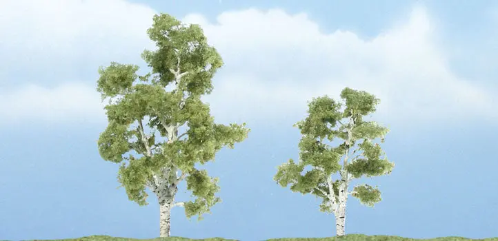 Tr1603 - Trees - Sycamore 2Pk (5.71Cm-7.62Cm) 1