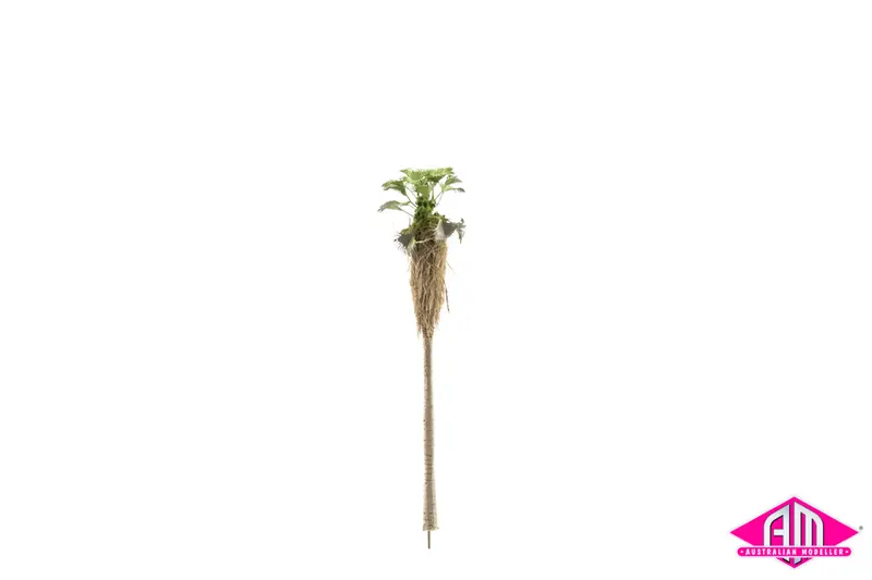 Washington Palm 100X24mm (Single Tree) 1