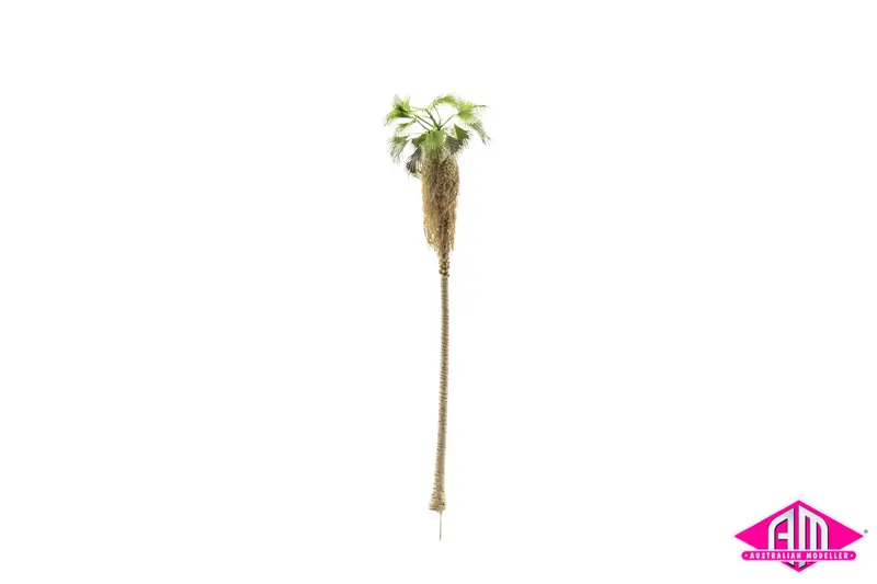 Washington Palm 270X66mm (Single Tree) 1